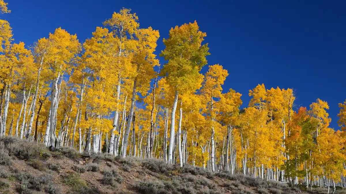 CONOCE a PANDO: parece un bosque, pero ese el ser vivo más grande y pesado del mundo