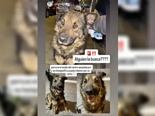 Buscan al dueño de este perrito