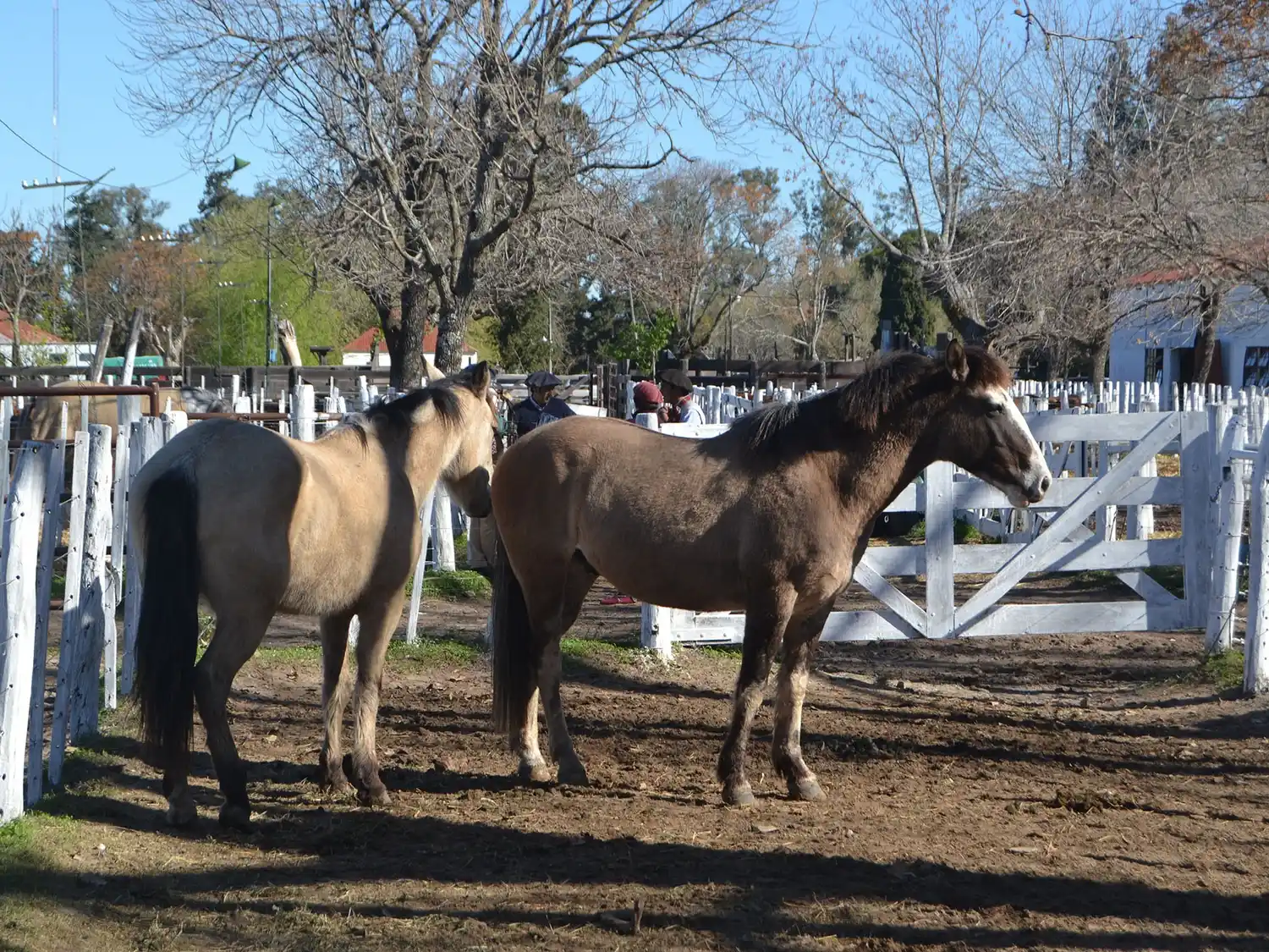 Con gran convocatoria comenzó la Exposición Rural de Gualeguay