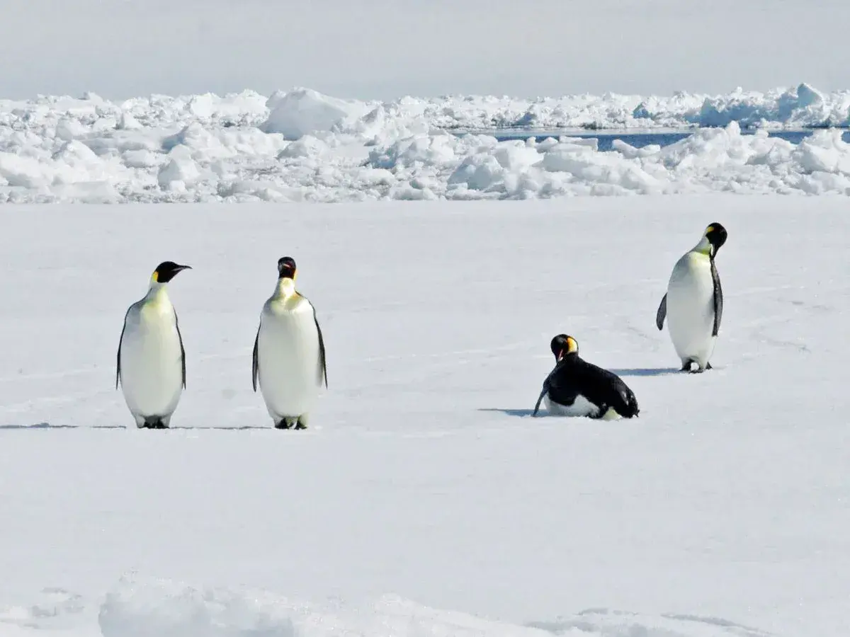 La odisea de los pingüinos emperador frente al cambio climático