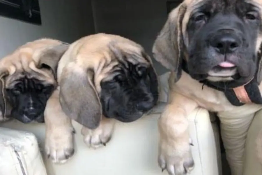 "¿Qué cambia que sean 4 perros o 43 conejos?", la respuesta de Adorni sobre las mascotas de Milei