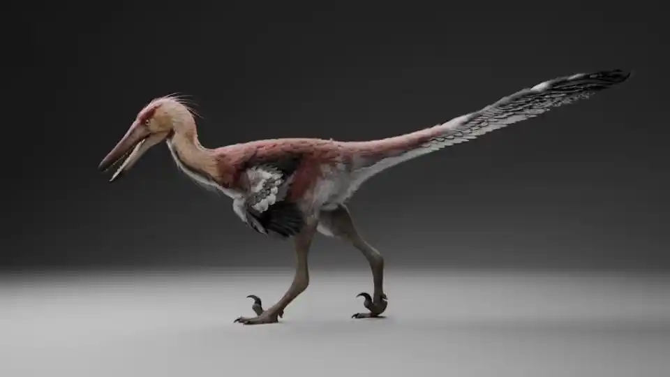 Hallaron una nueva especie de dinosaurio raptor en Santa Cruz