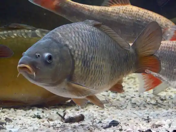 CONOZCA a la carpa prusiana, el pez secuestrador de  espermatozoides