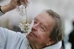 COVID:  claves para recuperar el olfato post enfermedad