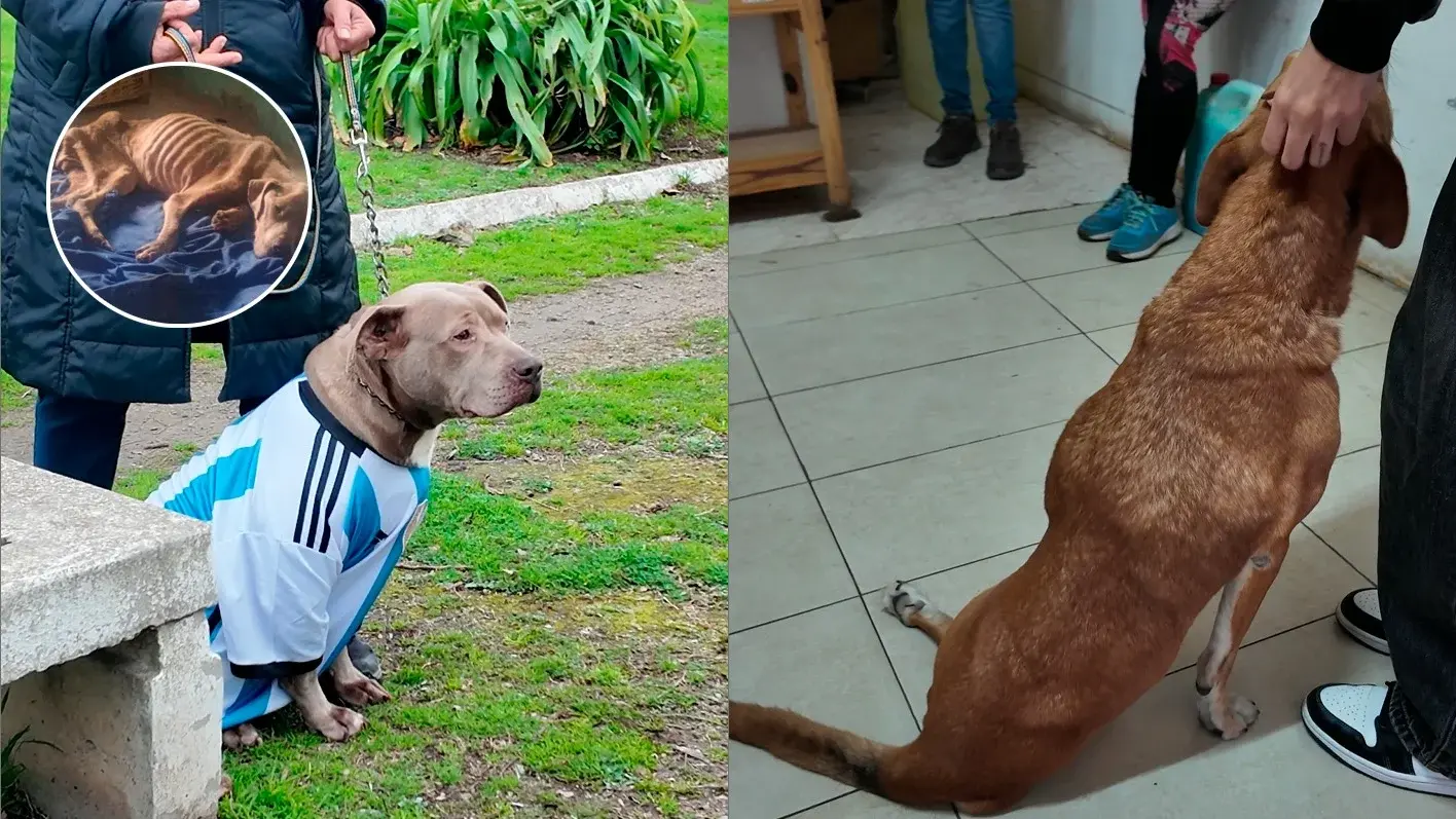 Día Mundial del Perro: la historia de Oli y Angelina, dos vidas marcadas por el amor y una segunda oportunidad