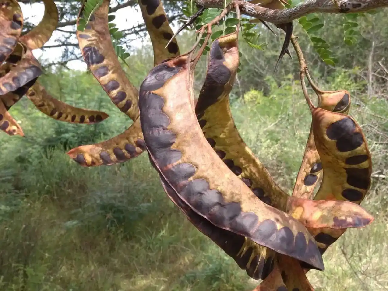 El diputado Morchio presentó un proyecto para declarar a la acacia negra plaga nacional