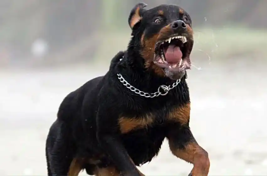 Un Rottweiler descontrolado mordió en la cara a un niño de 4 años