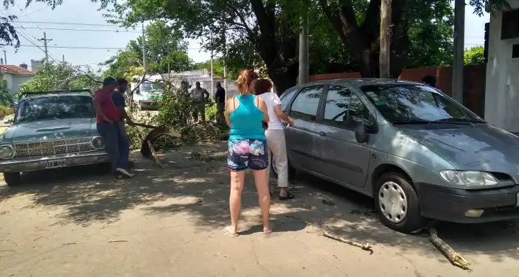 Una rama de un árbol podrido cayó sobre dos autos en Oliveira Cézar al 1100