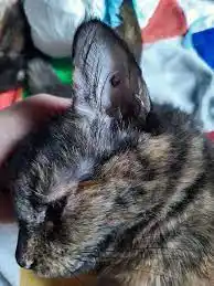 Veterinaria Municipal implementó un tatuaje para identificar mascotas castradas