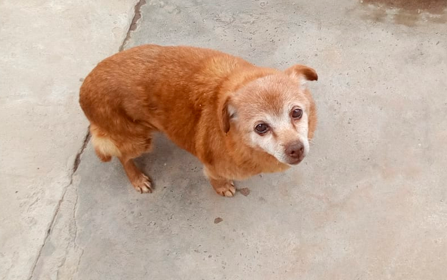Perrita encontrada