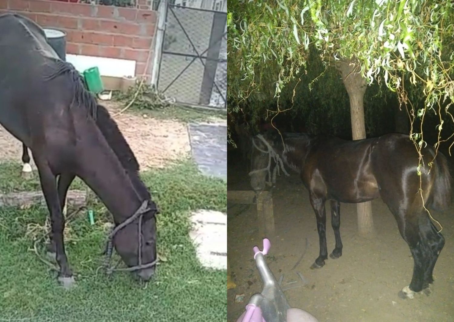 Caballo extraviado en Italia y Litoral