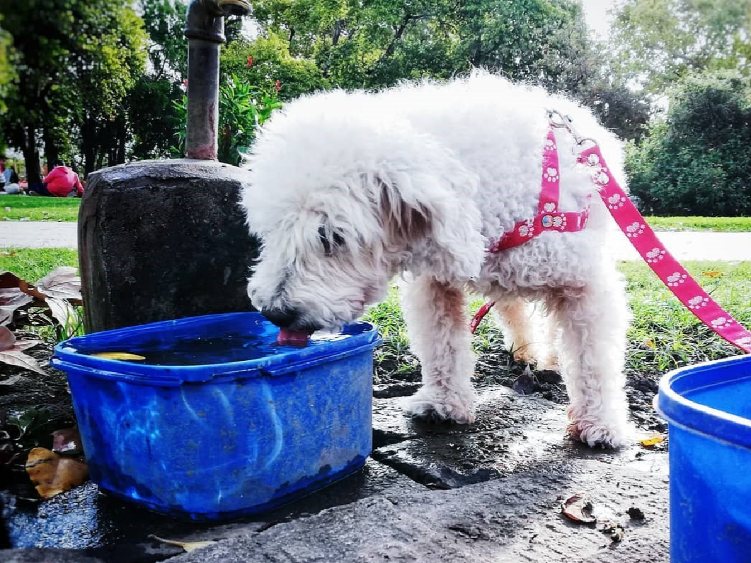 Una chica junta para darles agua a los animales callejeros