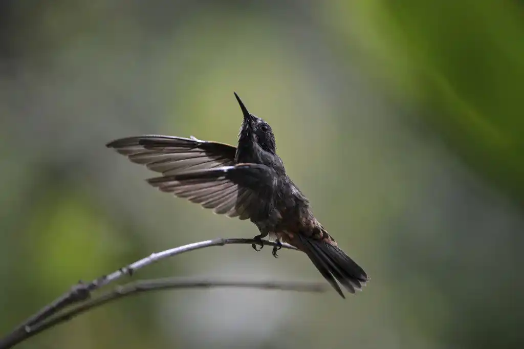 «Menos contaminación lumínica»: EL MENSAJE que claman conservacionistas sobre las aves en Venezuela