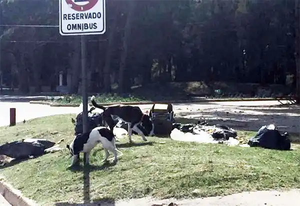Basura en avenida 10 y Pinolandia