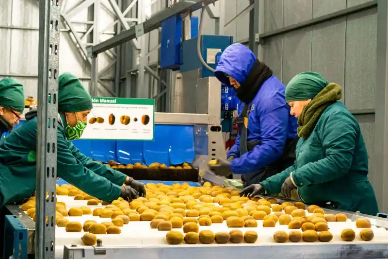 De Miramar a Europa: Primer embarque de Kiwi de Mar y Sierras a España