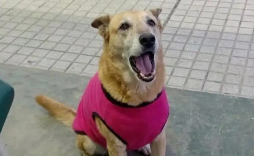 Tita, la perrita que fue agredida brutalmente.