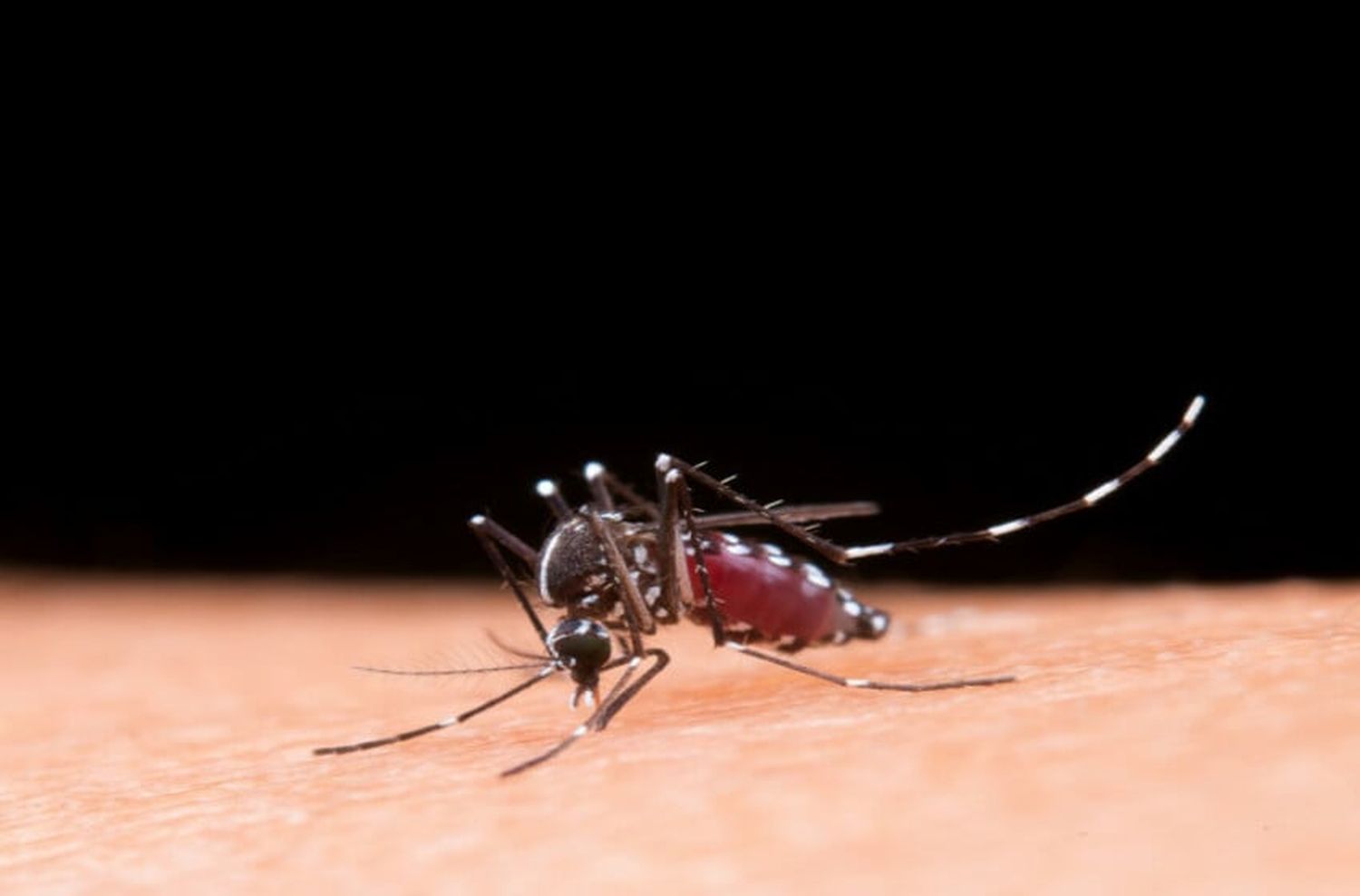 Se sostiene la tendencia a la baja de los casos de dengue a nivel nacional