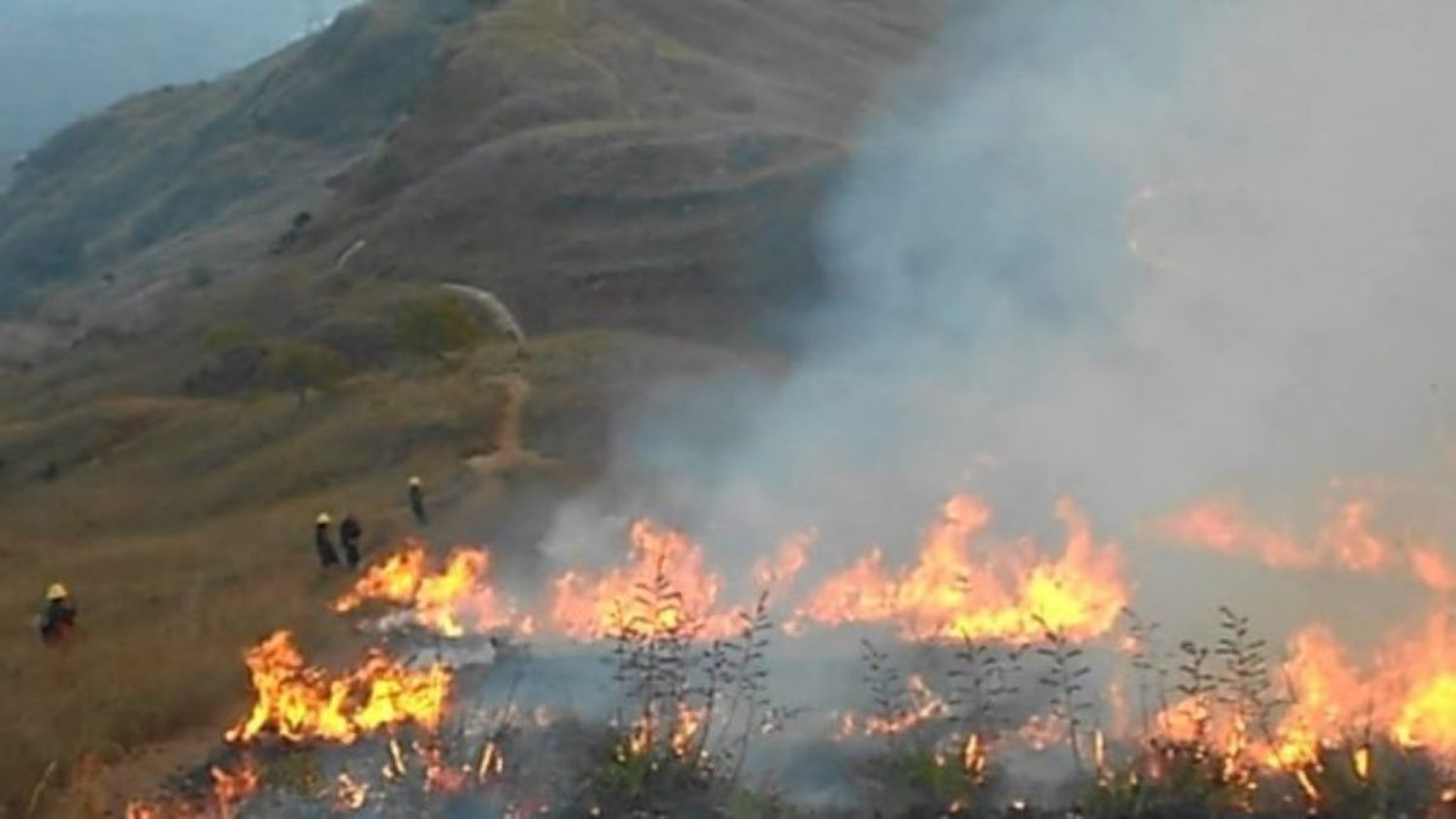 ¡SI LOS VEN, NO LOS ATAQUEN! Incendios en parques nacionales provocaron migración natural de animales