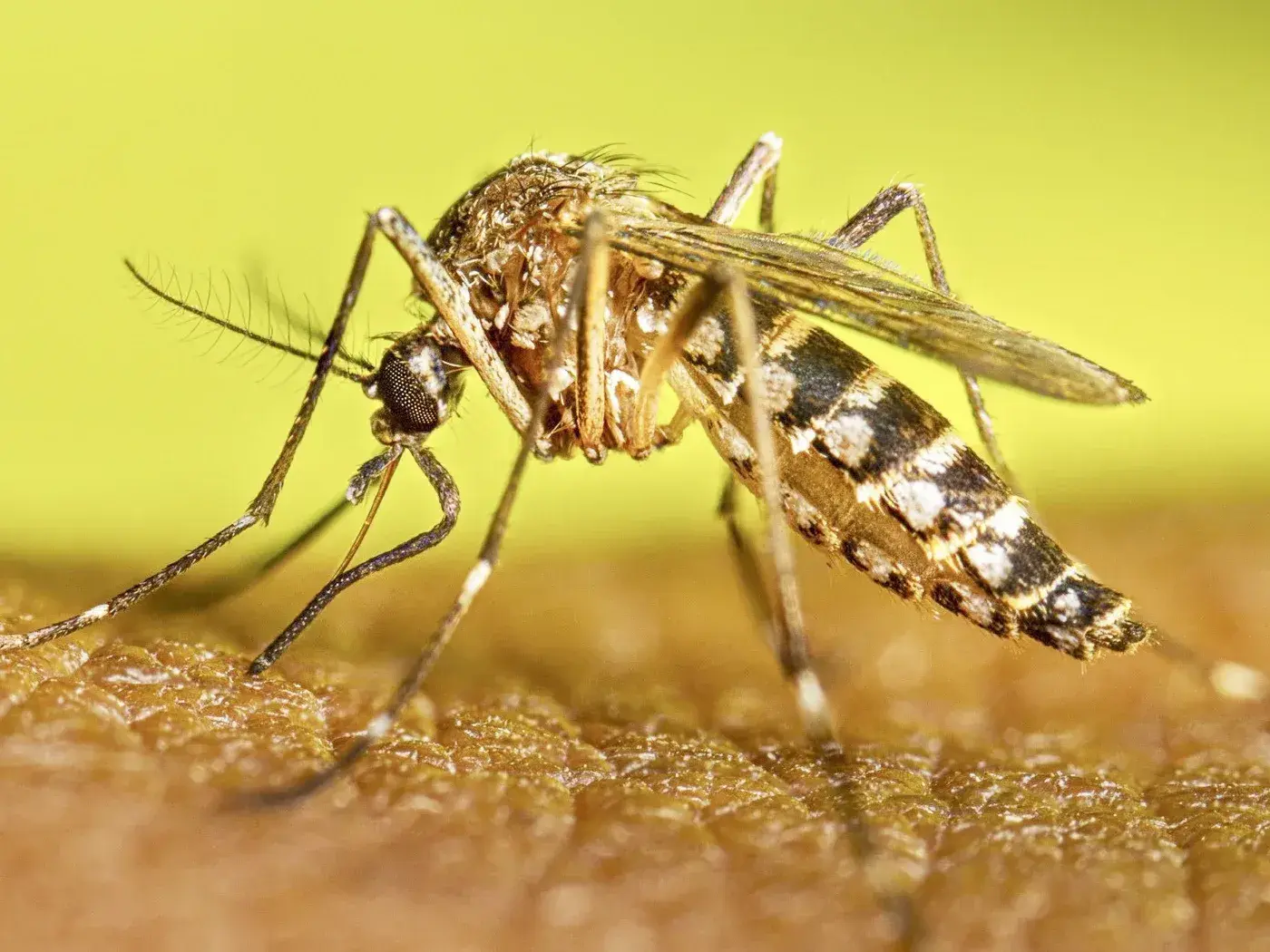 Instan a sostener las acciones contra el dengue durante el invierno