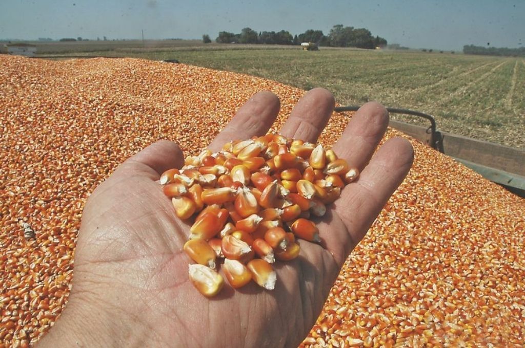 Golpe récord al contrabando: decomisan más de 8.100 toneladas de maíz