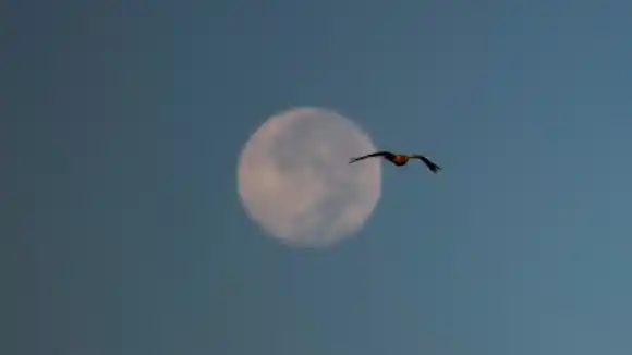 LUNA DE HIELO O LUNA FRÍA: así se vio en Venezuela (+Fotos)