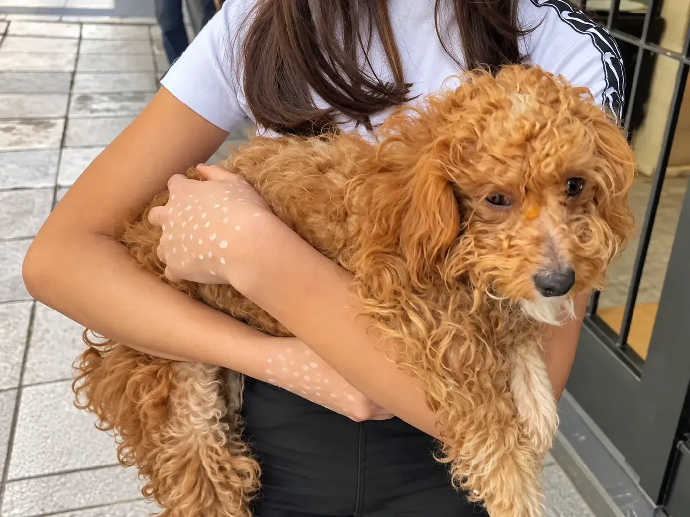 Lali, una perrita caniche de nueve meses, sobrevivió de milagro a una caída desde un quinto piso.
