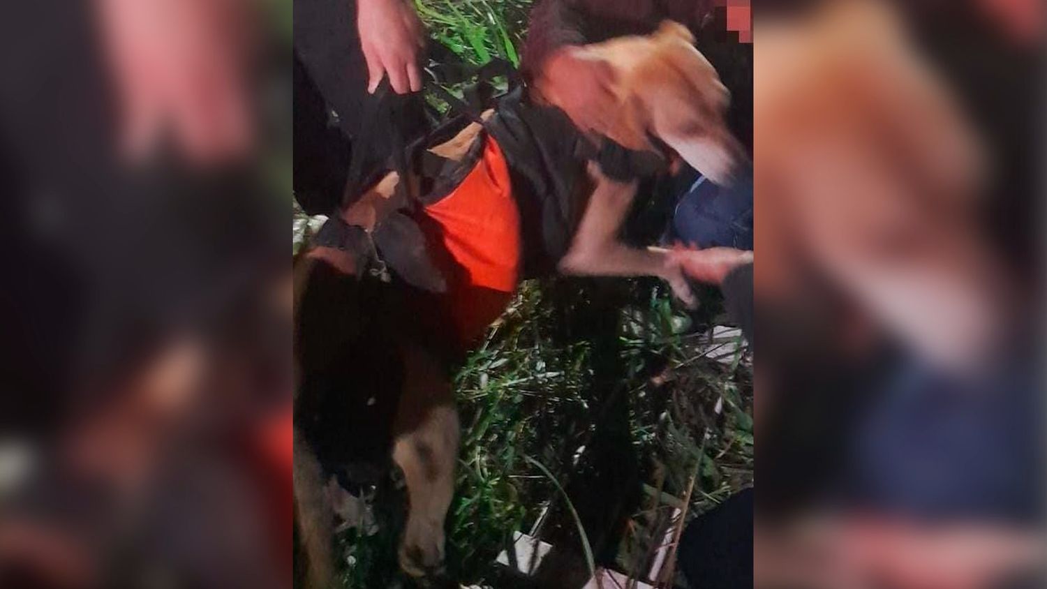 Bomberos rescataron a un perro que había caído en un pozo de desagüe