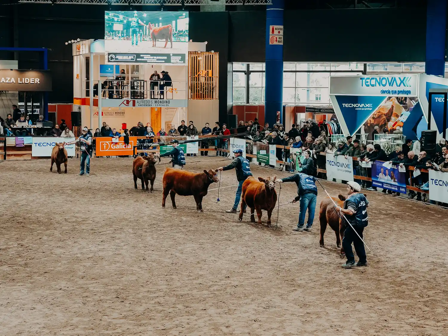La primera jornada de la Expo Otoño de Angus fue para El Recuerdo