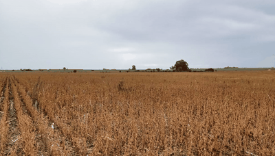 El Ministerio de Agricultura declara la emergencia agropecuaria en Entre Ríos