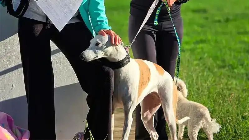 La comunidad de Tandil podrá acercarse al quirófano móvil para acceder a servicios veterinarios gratuitos.