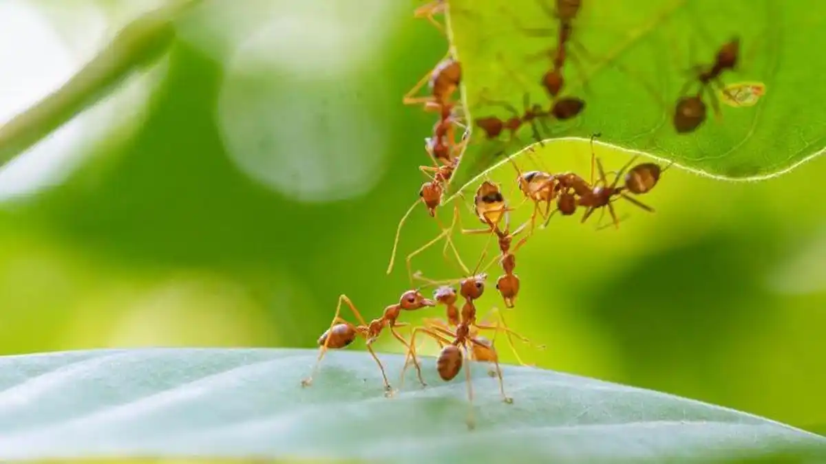Cómo alejar a las hormigas del jardín sin usar químicos: seis métodos naturales y efectivos
