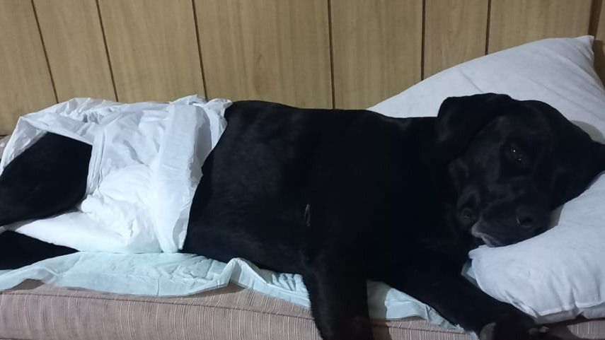 Campaña solidaria para operar a Colágeno, el perro atropellado