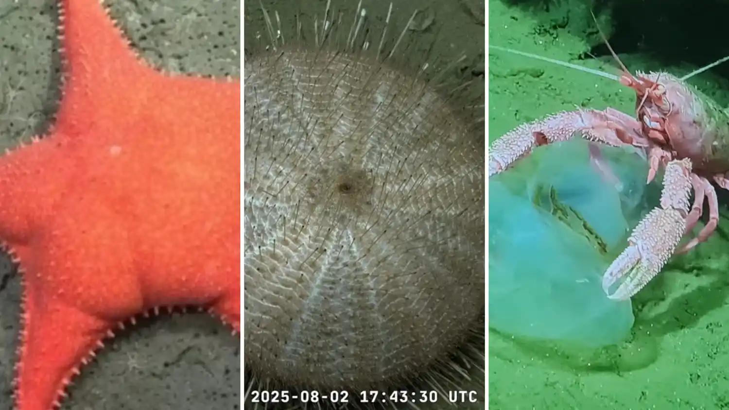 Histórica exploración del CONICET en las profundidades del Mar Argentino