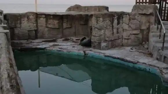 Mar del Plata: denuncian abandono de delfines y lobos marinos en el ex Aquarium