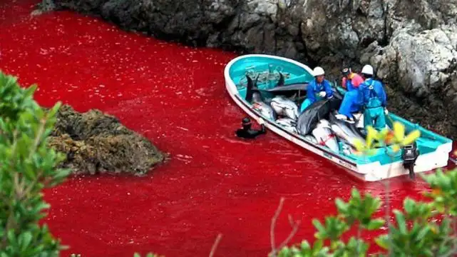 Las imágenes pueden herir su susceptibilidad: Japón inicia la matanza de delfines
