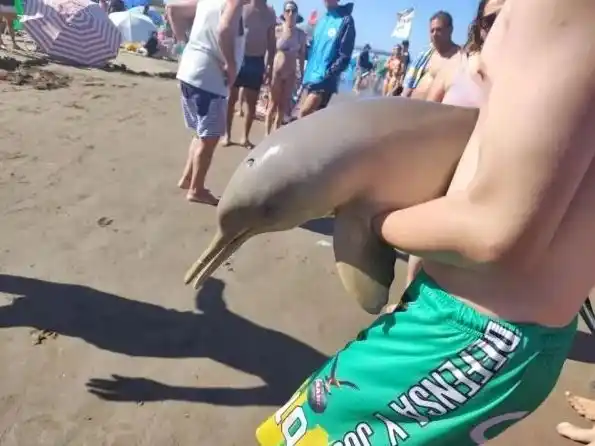 Mar del Tuyú: Un delfín murió tras ser sacado del agua por turistas
