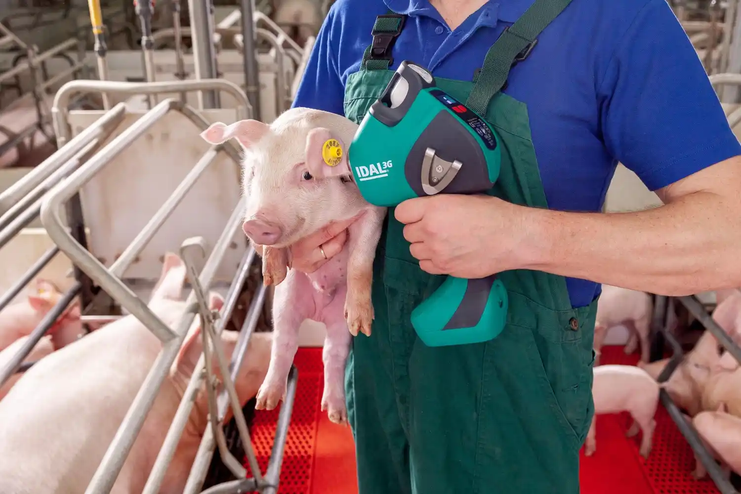 Vacunar sin aguja: nueva innovación para la industria porcina