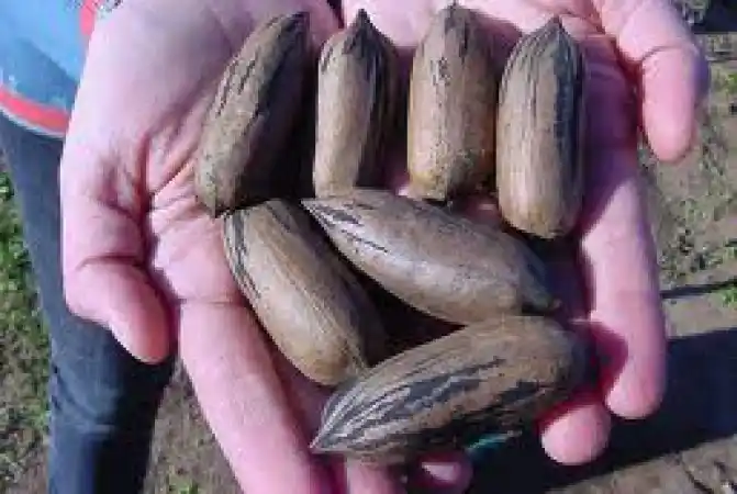 Ingresó en Diputados un proyecto de Ley para declarar a Crespo «capital provincial de la industria de la nuez pecan»