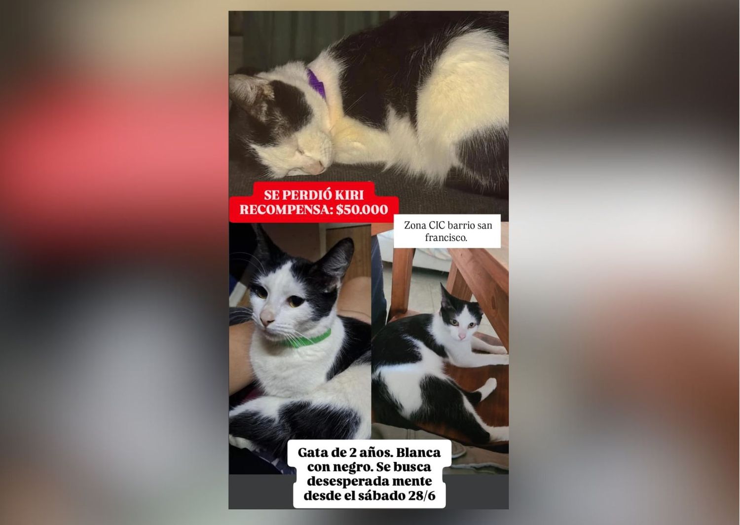 Se perdió la gatita Kiri