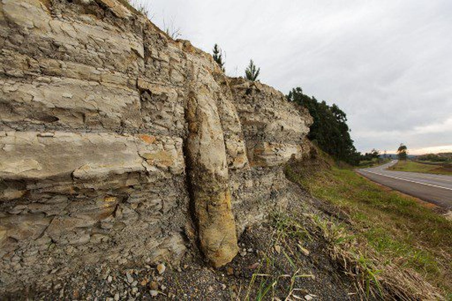 ¡UNA VENTANA AL PASADO! Descubren en Brasil un bosque de 290 millones de años