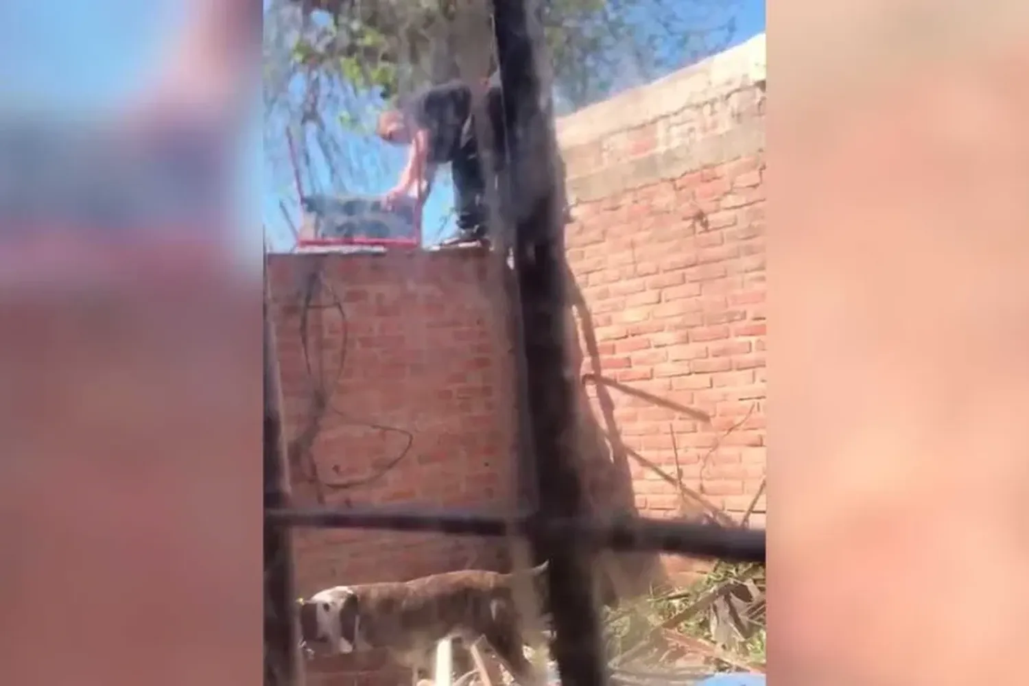 VIDEO | Saltó el tapial para robarle a su vecino, su propia familia lo grabó y entregó a la policía