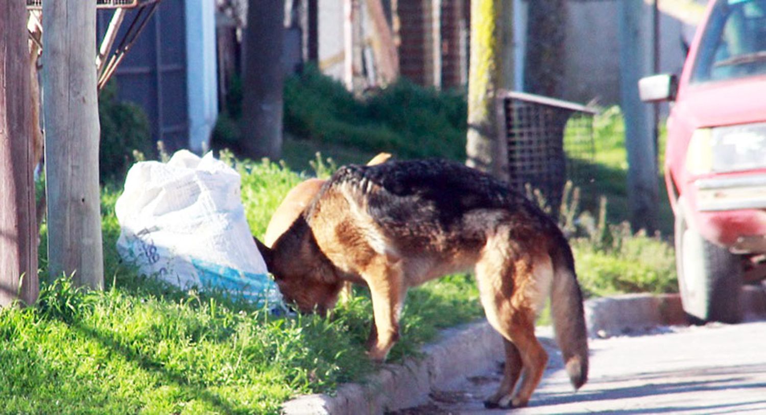 Los perros sueltos en la calle siguen siendo un problema