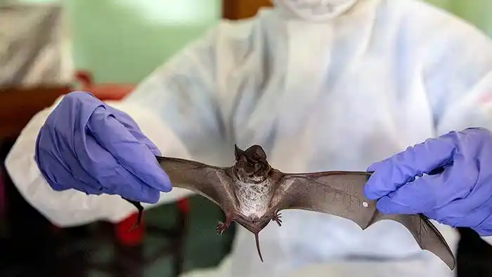 El informe de la OMS y China sostiene el origen animal del coronavirus