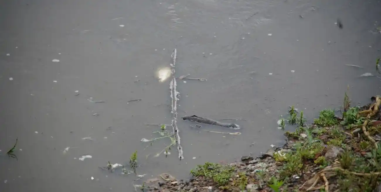 Peces muertos y buscando oxígeno en la superficie del Río Salado. Crédito: Fernando Nicola