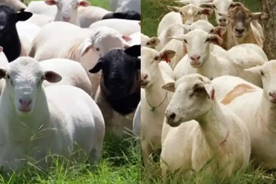 Se encontró con varios animales ajenos dentro de su campo: tuvieron que intervenir “Los Pumas”