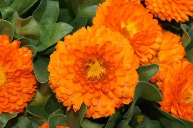 Plantines O.I.P.