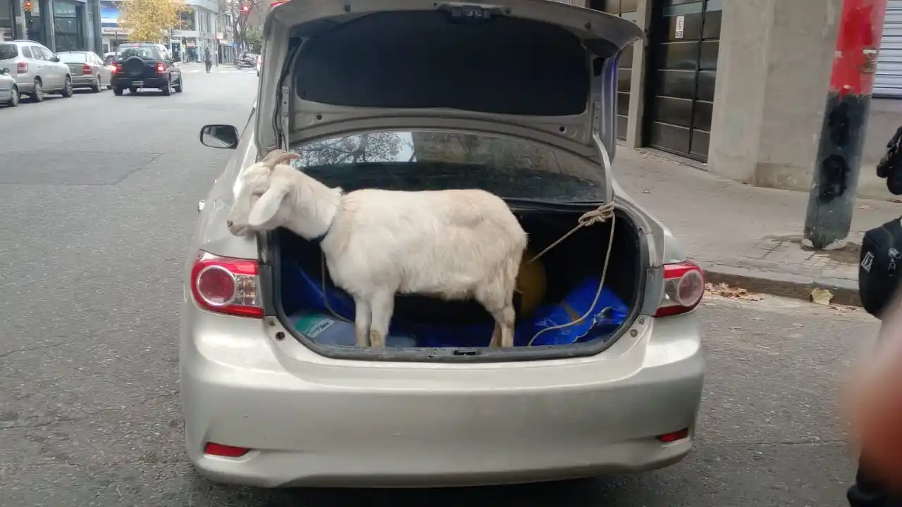 Demoraron a un automovilista por llevar un chivo atado en el baúl por zona sur