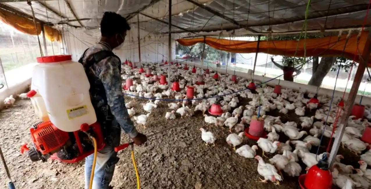 Gripe aviar H3N8: China reportó el primer caso en humanos