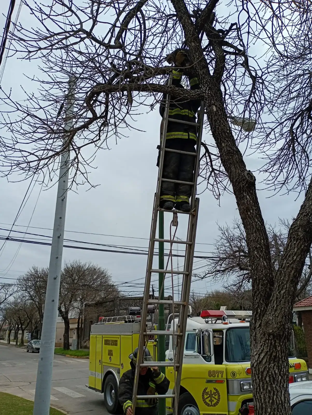 Rescataron a un gatito que había quedado atrapado en la copa de un árbol en barrio Central Córdoba - 2
