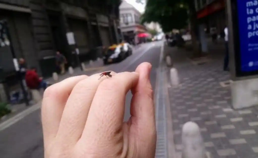 Extrañas mosquitas invaden Rosario
